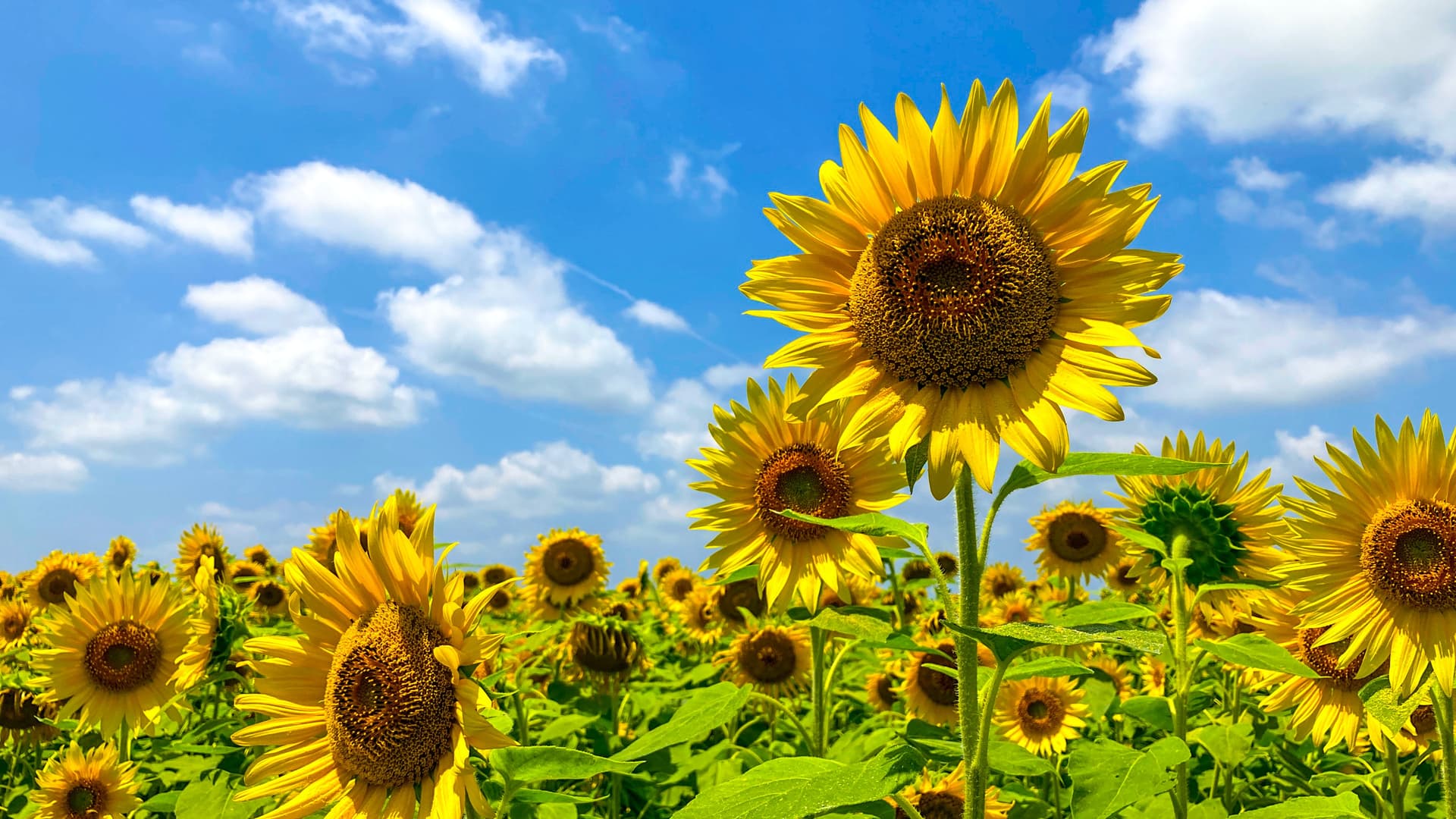 Sunflower Field